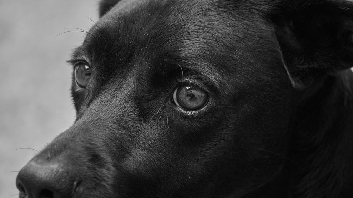 A black dog photographed in black and white